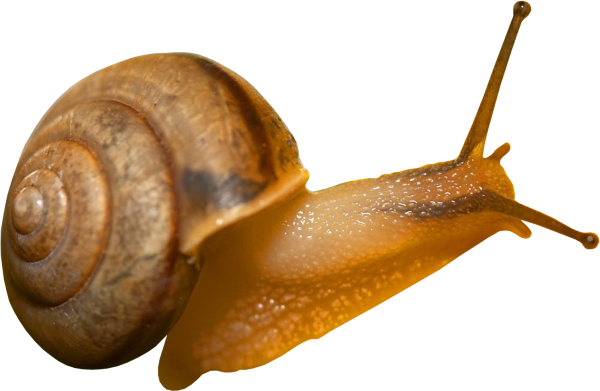 Snails PNG Free Download 8