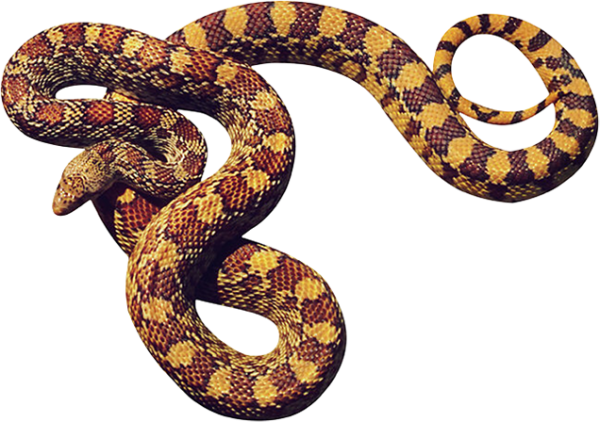 Snake PNG Free Download 24