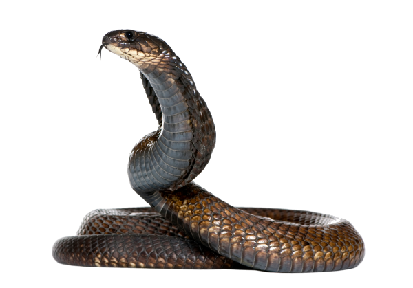 Snake PNG Free Download 32
