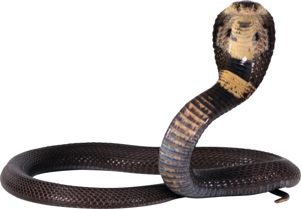 Snake PNG Free Download 39