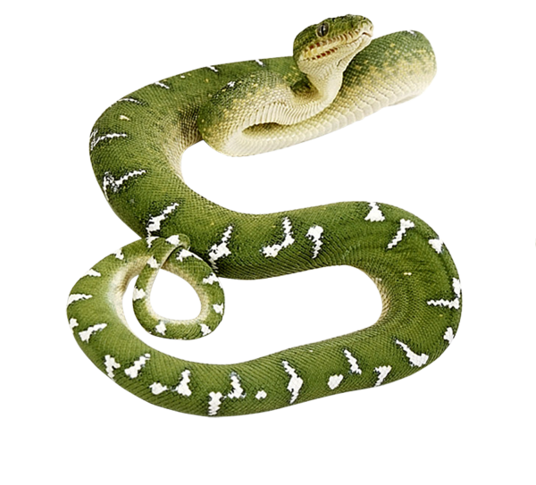 Snake PNG Free Download 8