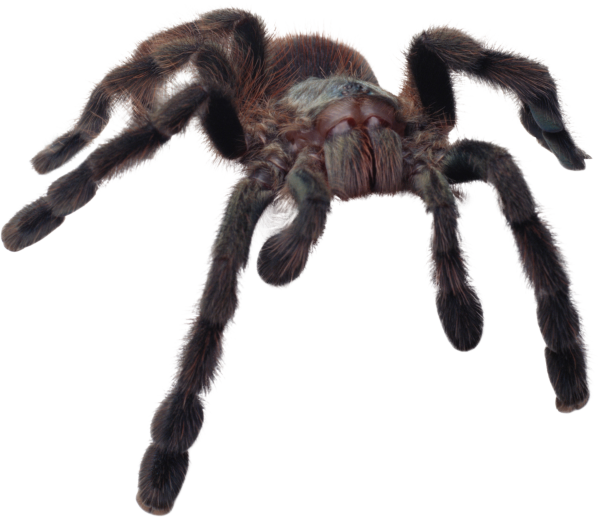 Spider PNG Free Download 1