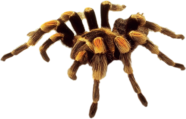 Spider PNG Free Download 15