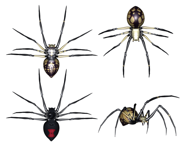 Spider PNG Free Download 2