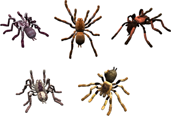 Spider PNG Free Download 21