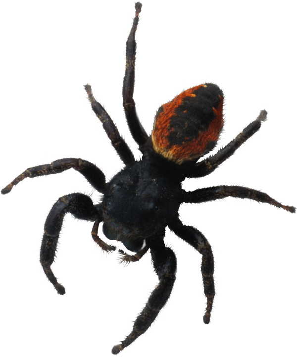 Spider PNG Free Download 23