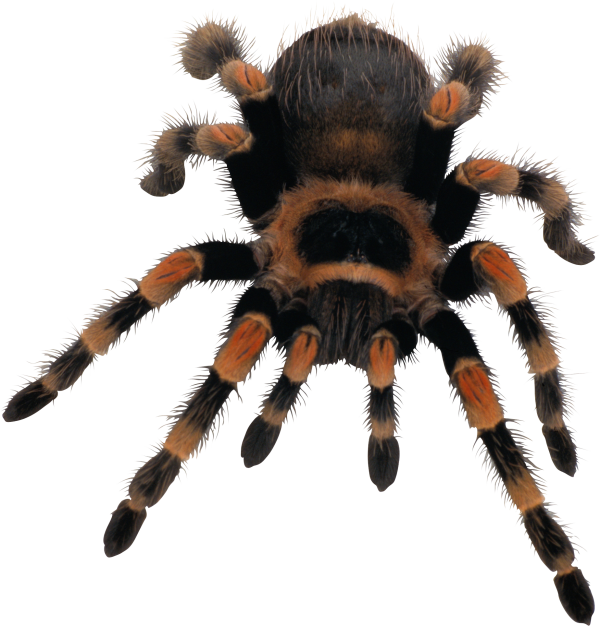 Spider PNG Free Download 3