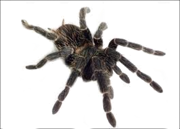 Spider PNG Free Download 31