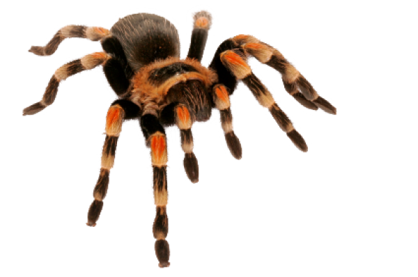 Spider PNG Free Download 32