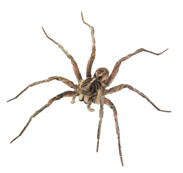 Spider PNG Free Download 34