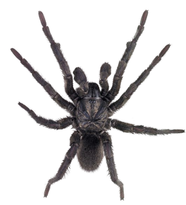 Spider PNG Free Download 36