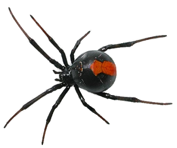 Spider PNG Free Download 38