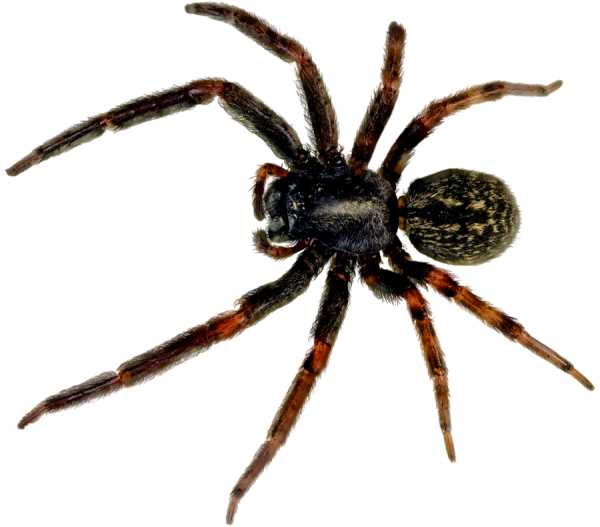 Spider PNG Free Download 39
