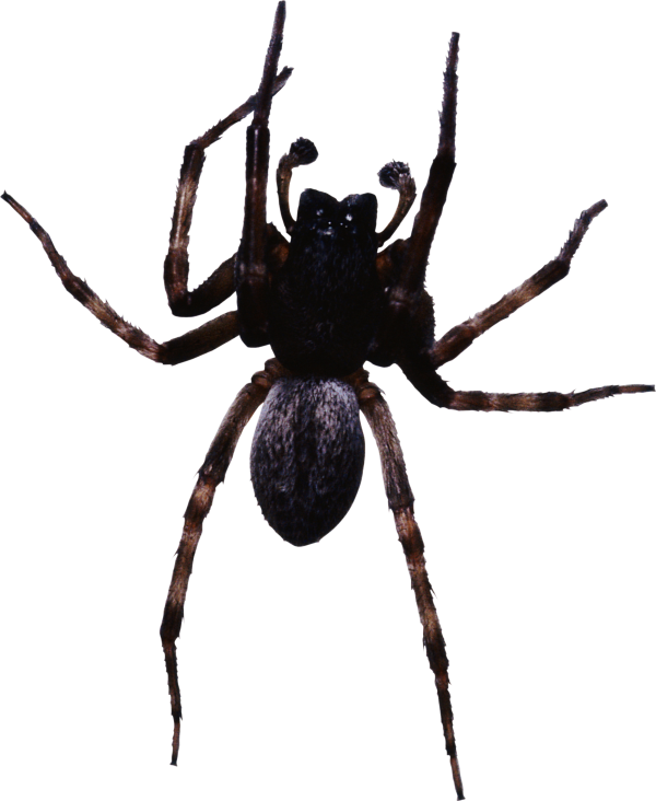 Spider PNG Free Download 4