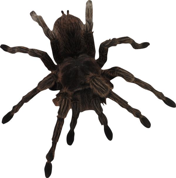 Spider PNG Free Download 42