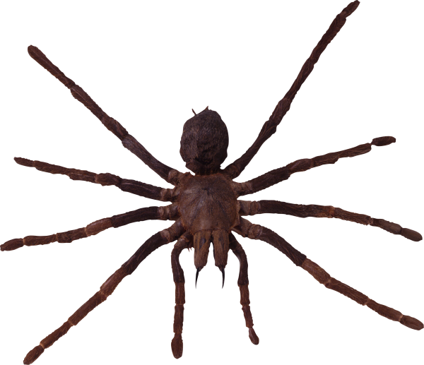 Spider PNG Free Download 43