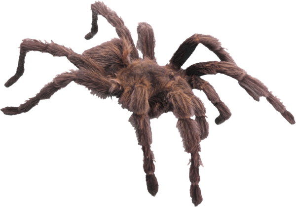 Spider PNG Free Download 44