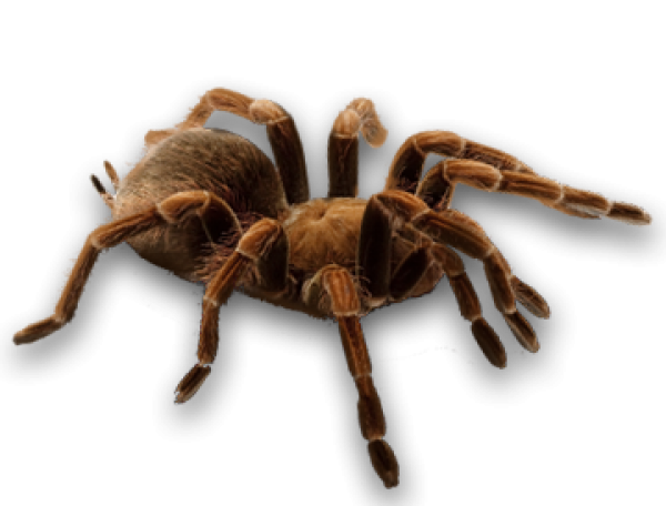 Spider PNG Free Download 5