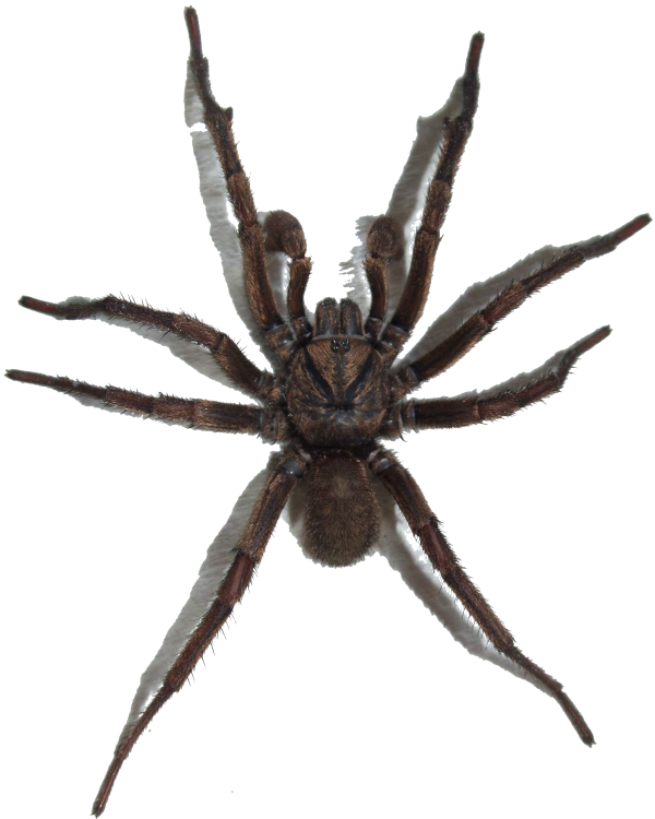 Spider PNG Free Download 7
