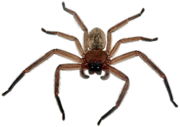 Spider PNG Free Download 9