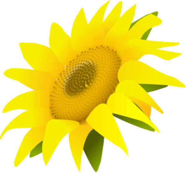 Sunflower PNG Free Download 10