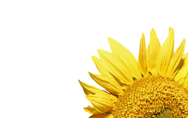 Sunflower PNG Free Download 12