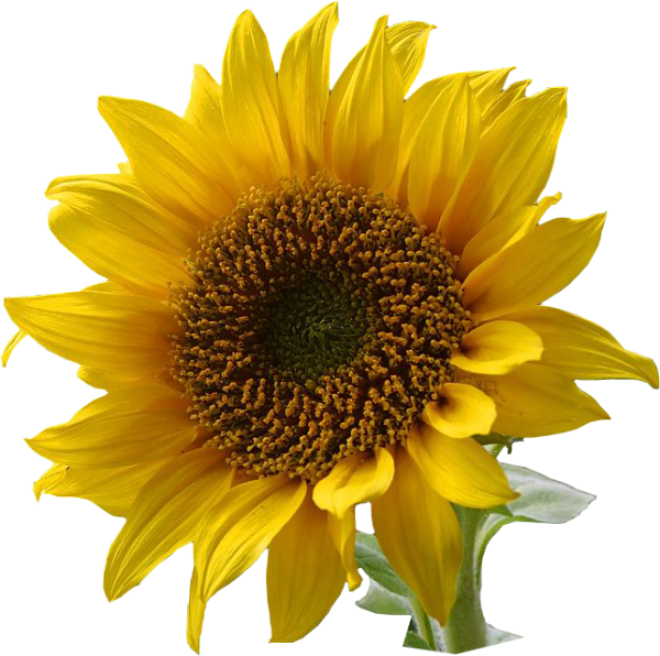 Sunflower PNG Free Download 13
