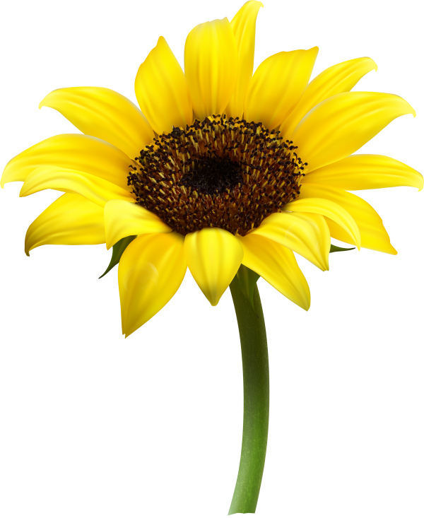 Sunflower PNG Free Download 14