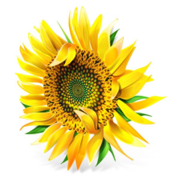 Sunflower PNG Free Download 15