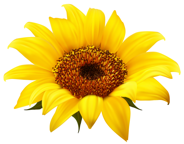 Sunflower PNG Free Download 16