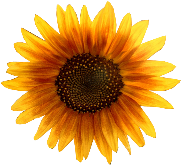 Sunflower PNG Free Download 17