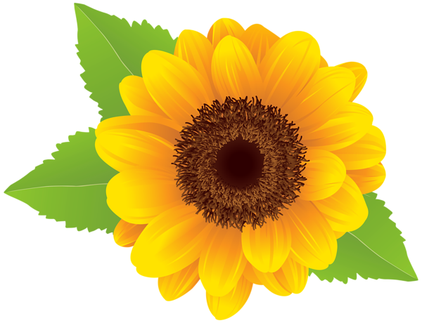 Sunflower PNG Free Download 18
