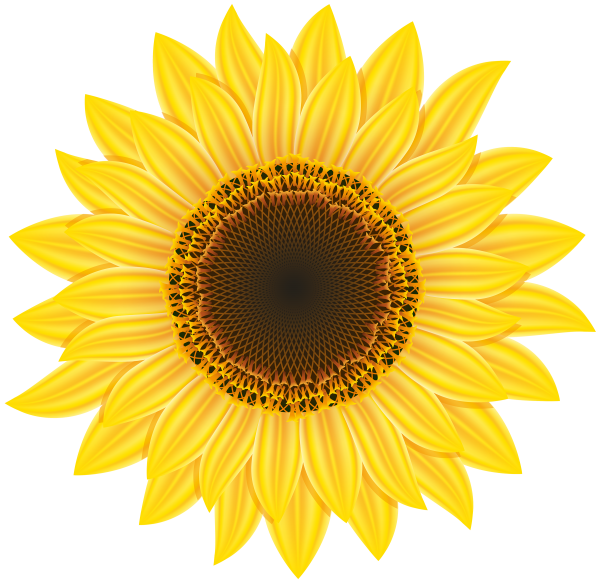 Sunflower PNG Free Download 19