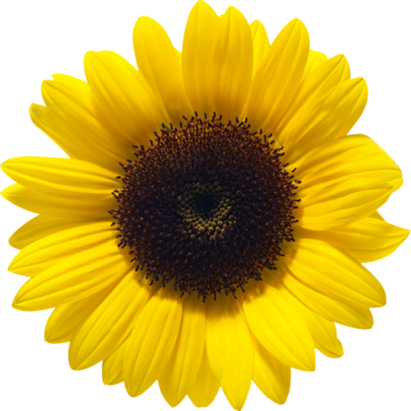 Sunflower PNG Free Download 2