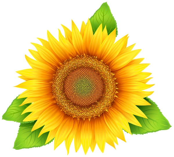 Sunflower PNG Free Download 20