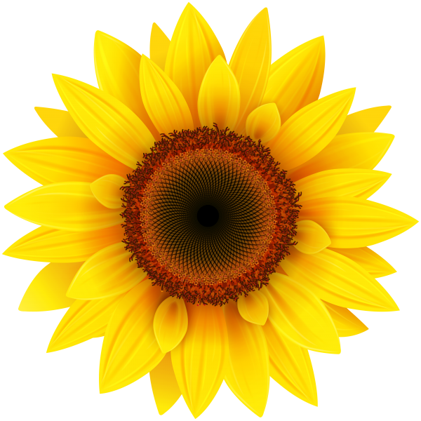 Sunflower PNG Free Download 21