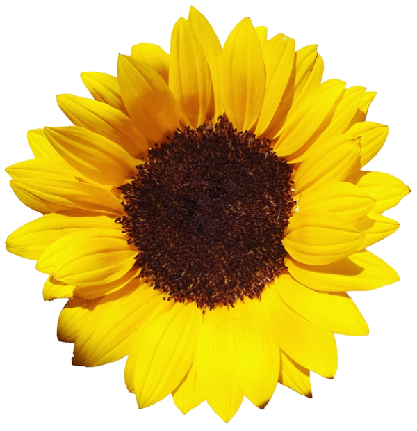 Sunflower PNG Free Download 23