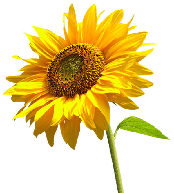 Sunflower PNG Free Download 24