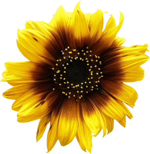 Sunflower PNG Free Download 25