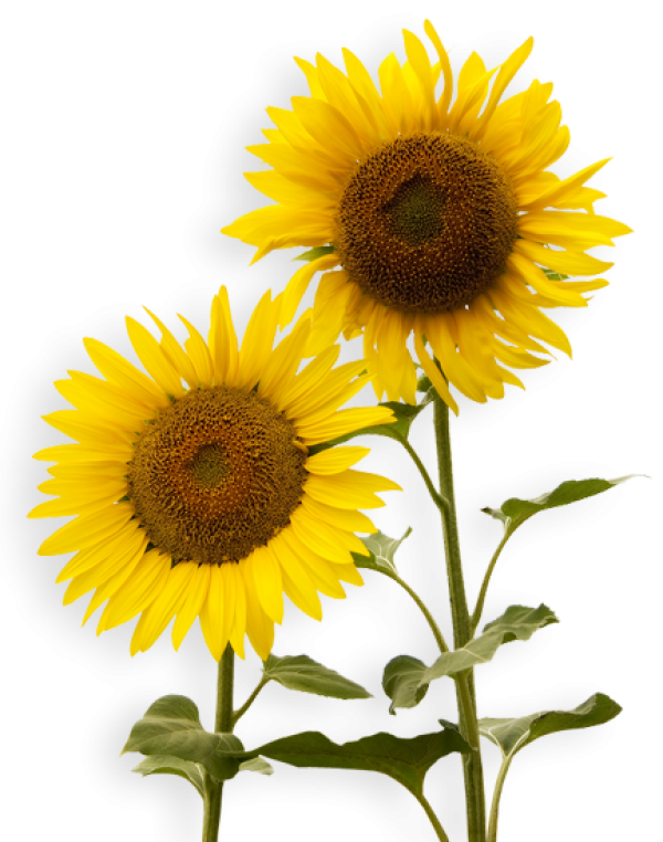 Sunflower PNG Free Download 26