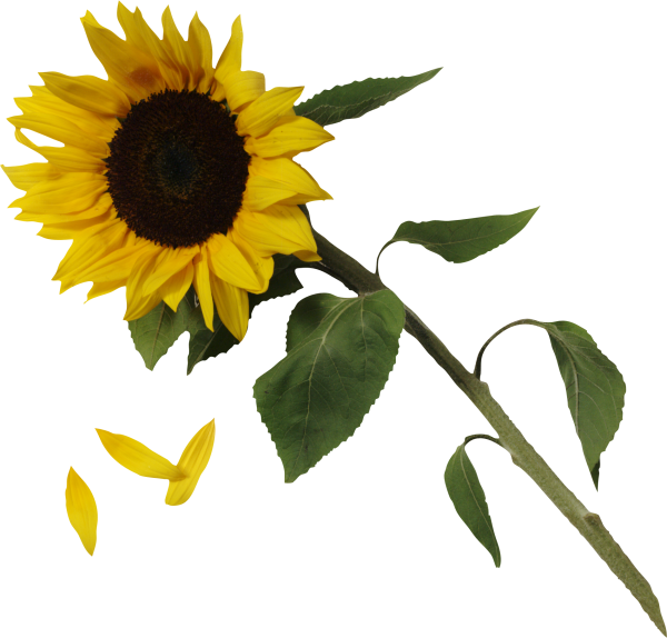 Sunflower PNG Free Download 29