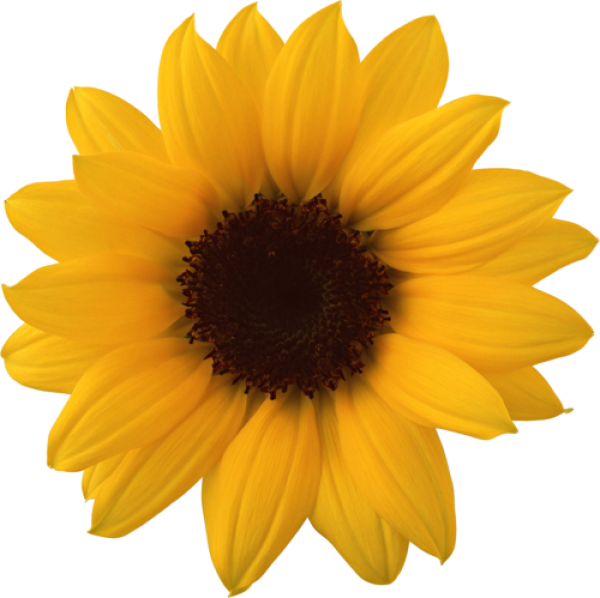 Sunflower PNG Free Download 3