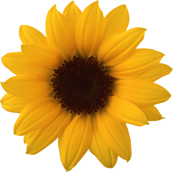 Sunflower PNG Free Download 30