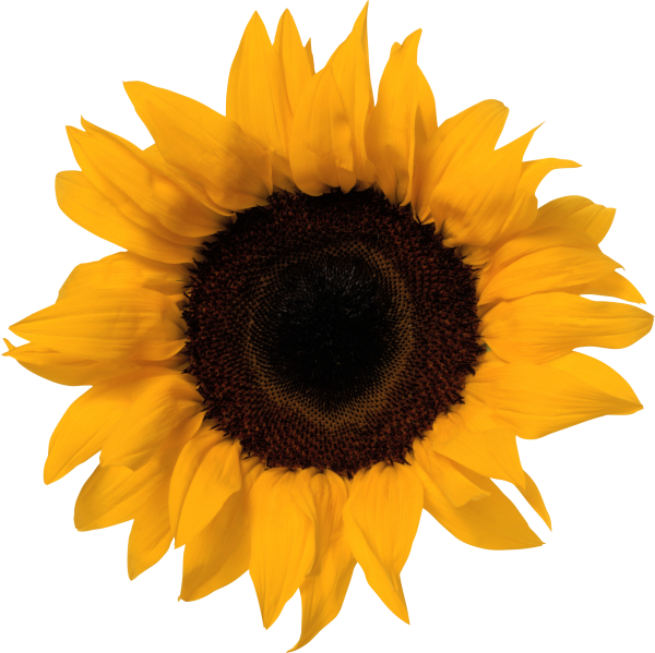 Sunflower PNG Free Download 31