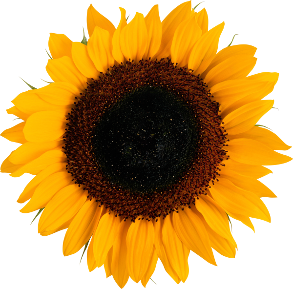 Sunflower PNG Free Download 34