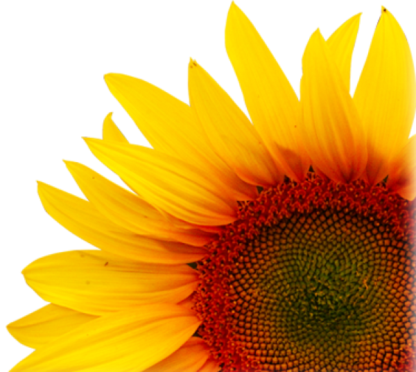Sunflower PNG Free Download 37
