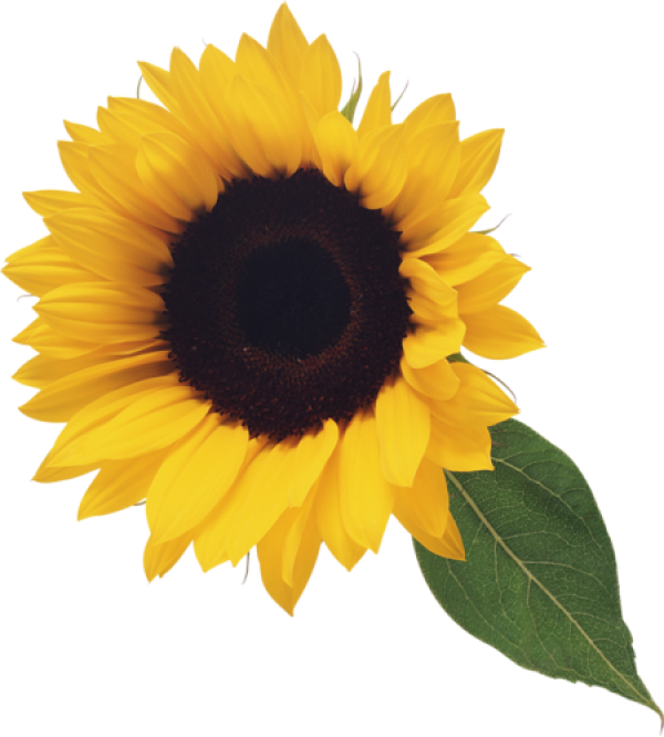 Sunflower PNG Free Download 4