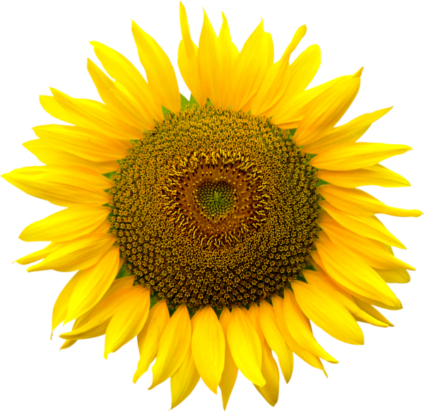 Sunflower PNG Free Download 41