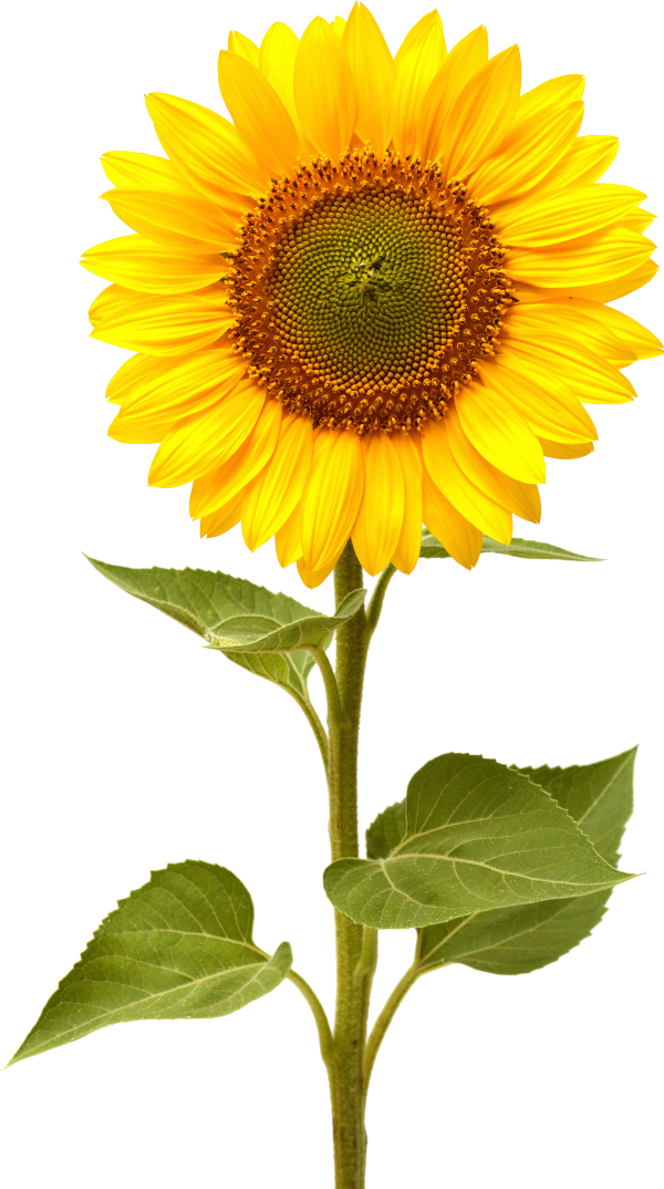 Sunflower PNG Free Download 42