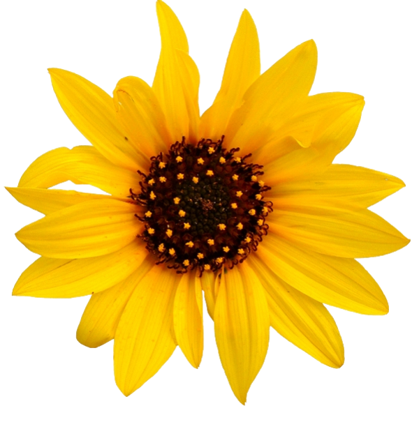 Sunflower PNG Free Download 43